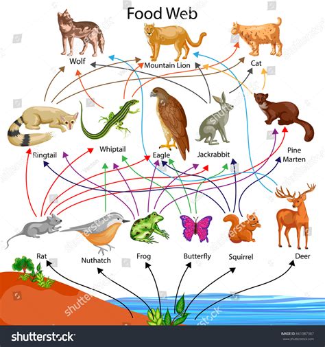 Education Chart Biology Food Web Diagram Stock Vector (Royalty Free