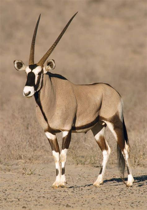 gemsbok - Students | Britannica Kids | Homework Help