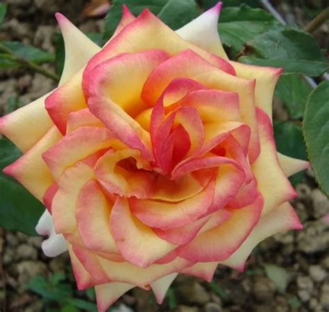 Роза Сальвадор чайно-гибридная купить во Владимире в питомнике с доставкой