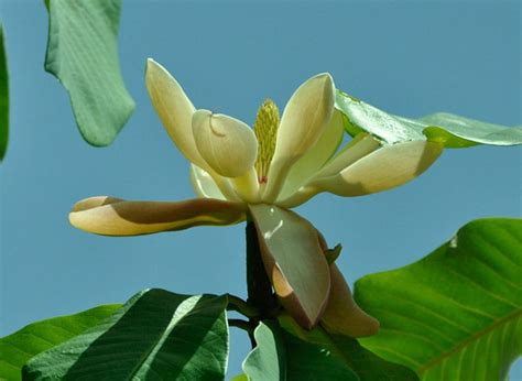 Магнолия лекарственная (лат. Magnolia officinalis). Энциклопедия ...