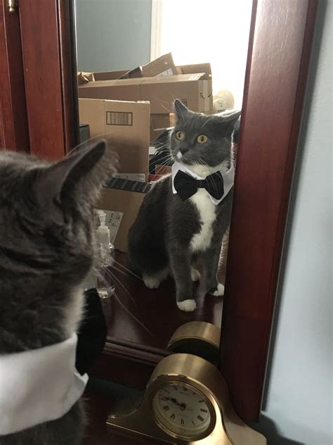 Seven cats in Halloween costumes that are better than candy bars