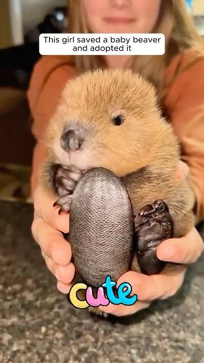 This girl saved a baby beaver and adopted it #shorts - YouTube