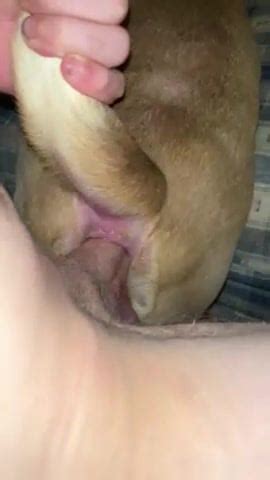 Faggot gapes dogs ass
