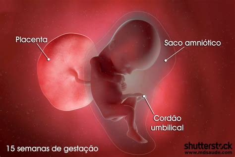 Foto De Feto De 15 Semanas - 15 semanas de gravidez | Gestação semana a semana