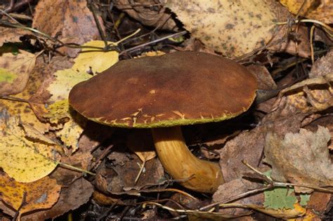 Моховик зелёный (Boletus subtomentosus) фото и описание