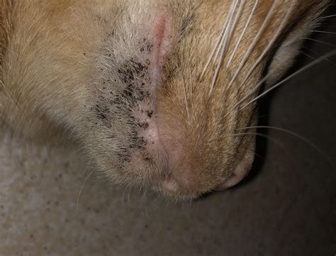 My cat has this weird black spots on its chin, any help identifying