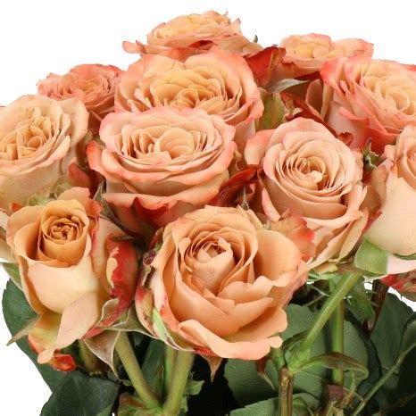 ROSE SPRAY CAPPUCCINO 50cm | Wholesale Dutch Flowers & Florist Supplies UK