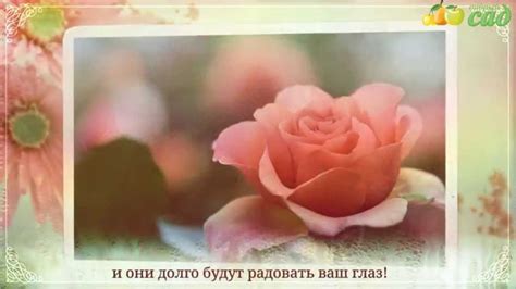 Посадка розы - как правильно посадить розу - YouTube