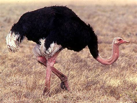 Ostrich - Animals Photos