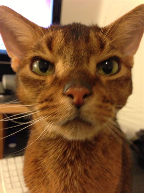 59 HQ Photos Abyssinian Cat Price South Africa : Mozambique: 1,150 a