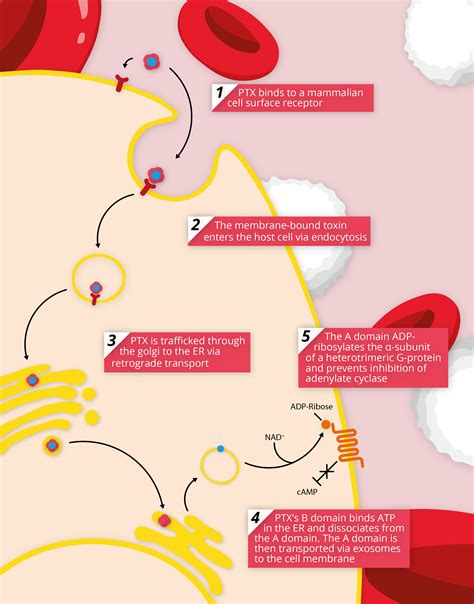 Pertussis Toxin: The Nuts and Bolts - The Native Antigen Company