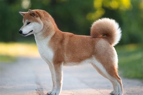 Resolving The Akita Inu Vs Shiba Inu Mystery