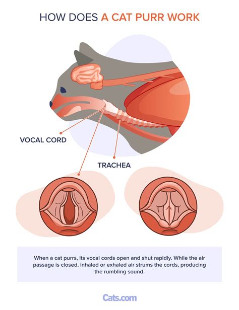 Why Do Cats Purr? - Cats.com