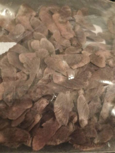 Palmatifolium Full Moon Maple Tree Seeds (Acer Shirasawanum ...