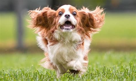 cavalier king charles spaniel history
