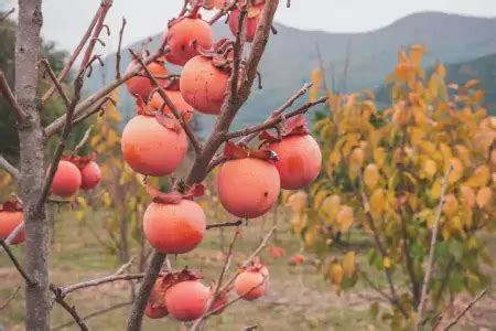 Persimmon fruit trees