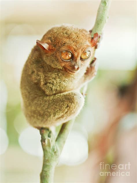 Phillipine Tarsier Photograph by MotHaiBaPhoto Prints