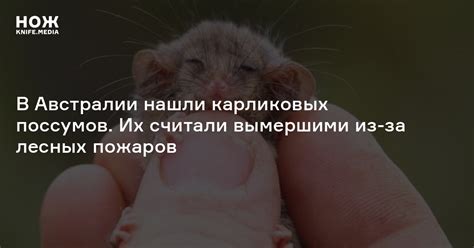 В Австралии нашли карликовых поссумов. Их считали вымершими из-за ...