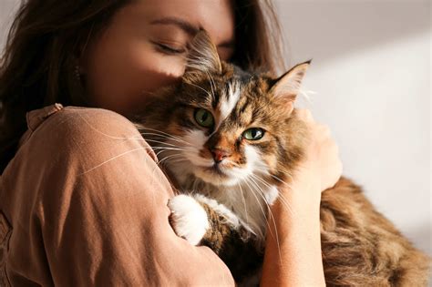 12 ‘Hypoallergenic’ Cats for People With Allergies | PetMD