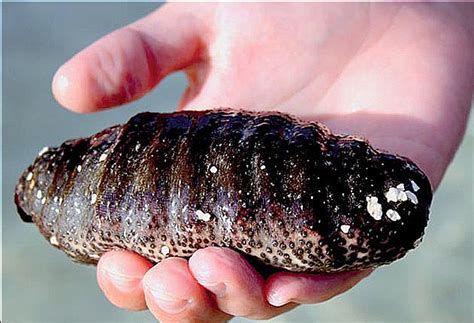 Pepino Do Mar Para Que Serve - Pepino Do Mar É Comestível? É Legume Ou Animal? | Mundo Ecologia