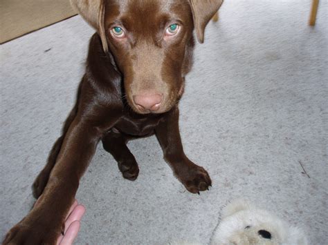Labrador Retriever | GreatDogSite