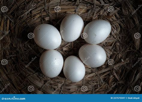 Bantam Chicken Eggs stock image. Image of bird, kate - 227575597