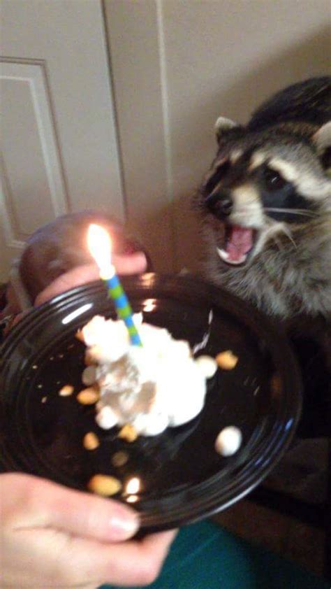 Racoon Blank Template - Imgflip