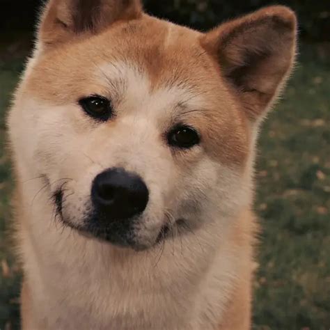 忠犬八公的故事-排行榜123网