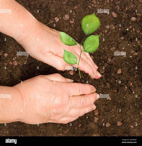 planting  sapling stock photo alamy