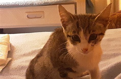 Kitten found Mahinahina Neighborhood S turns area : r/maui