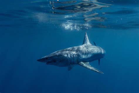 Past to Future: breakthrough as great hammerhead and shortfin mako