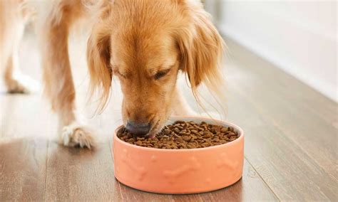 canned dog food   feed  dog daily  arthur earl blog