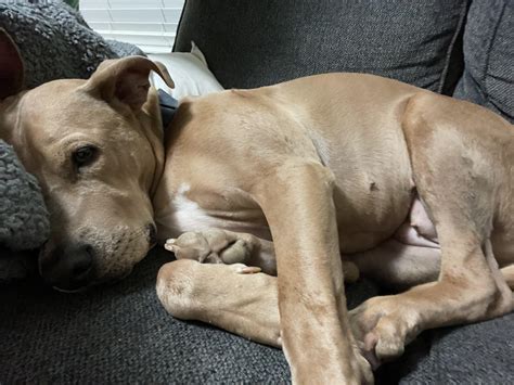 Life is hard : r/pitbulls