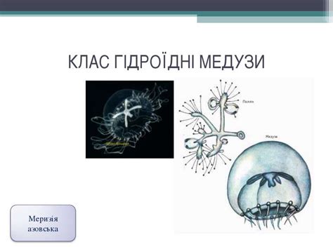 РІЗНОМАНІТНІСТЬ КИШКОВОПОРОЖНИННИХ - презентація з біології