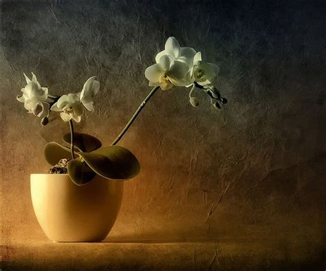 Mini Phalaenopsis in a Yellow Vase on Brown Surface