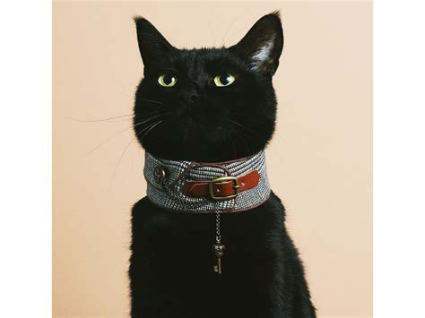 Нужен ли кошке ошейник | Кошка.ru | Дзен