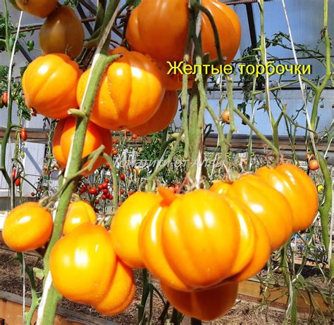 Томат Желтые торбочки: описание сорта, отзывы, фото | tomatland.ru