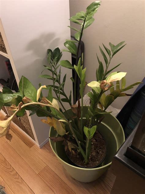 ZZ Plant Help! : r/IndoorGarden