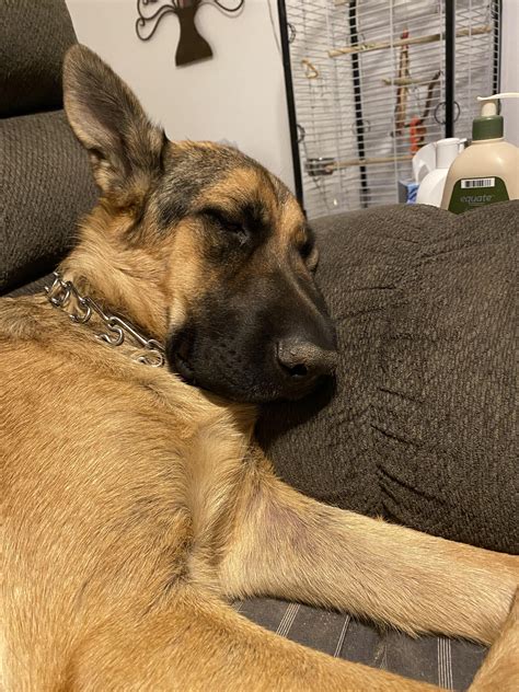 Belgian Malinois / German Shepherd Mix : r/BelgianMalinois