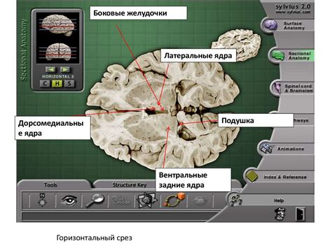 Таламус. Устройство таламуса - презентация онлайн