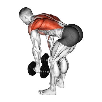 Dumbbell Bent Over Row - GymFit Pro