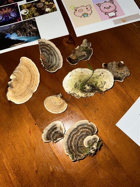 Any of these turkey tails ? : r/mushroomID