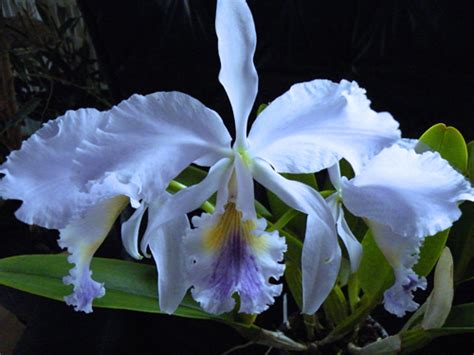 labiata - blue cattleya
