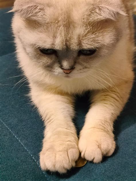 Котейка рубль бережет | Пикабу