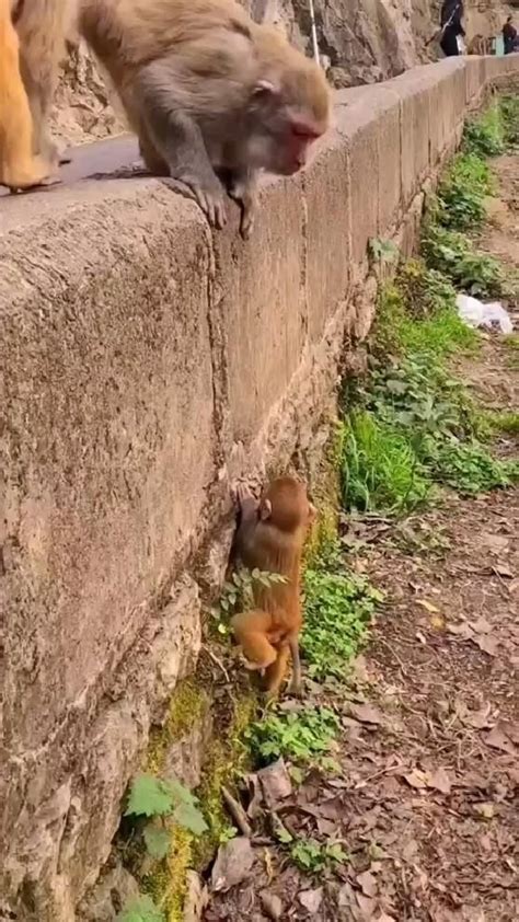 Adorable Monkeys Climbing Wall