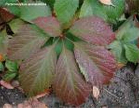 Parthenocissus quinquefolia