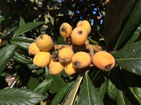 Loquat Recipes - Miss Smarty Plants