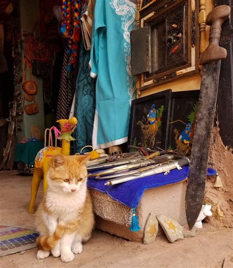 Настоящий каджит, которого я встретил в Марокко : r/Pikabu