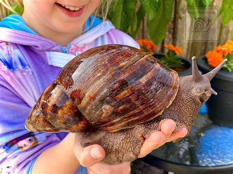 Giant African land snail - RangiVidath