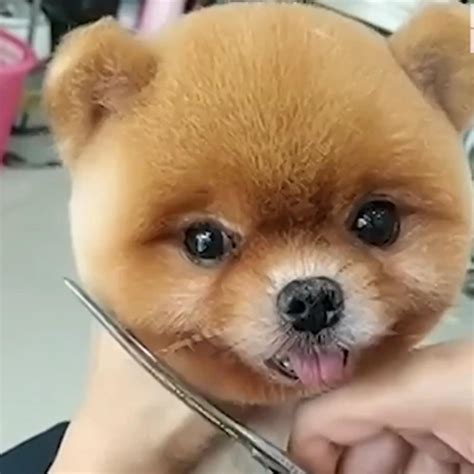 Pomeranian Haircuts Teddy Bear Pomeranian Teddy Bear Cut